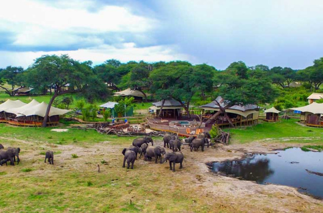 Zimbabwe - Hwange - Somalisa Camp et Acacia