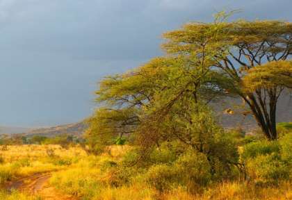 Samburu
Shaba et Buffalo Spring