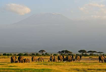 Amboseli et 
le Kilimandjaro