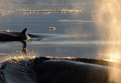 Observation des baleines © Ponant