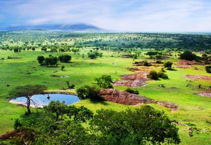Tanzanie - Serengeti © Shutterstock - Michal Bednarek