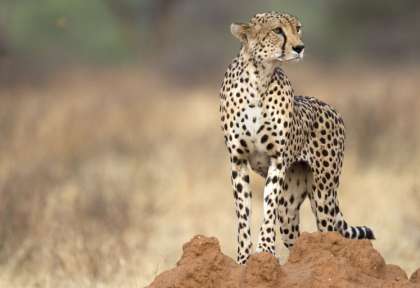 Namibie - Okonjima © Shutterstock - Claude Huot