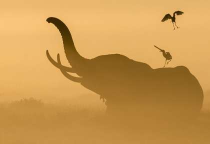 Dans la brume au petit matin © Shutterstock - Stuart G Porter