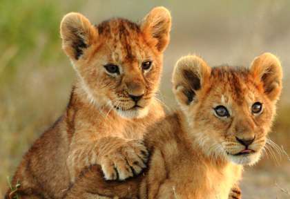 Lionceaux dans le Serengeti  © Shutterstock - Theodore Mattas