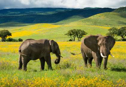Le printemps dans le Ngorongoro © Shutterstock - Kirill Trubitsyn