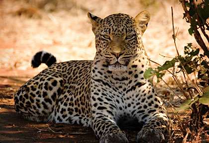 léopard en Zambie