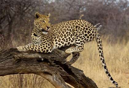 léopard en Namibie