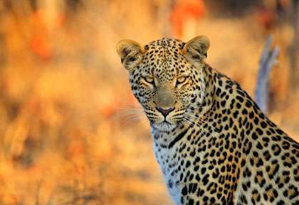 léopard an Zimbabwe