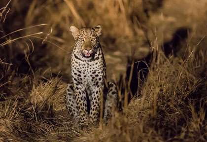léopard de nuit