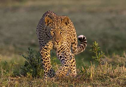 léopard ed Zambie