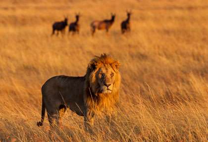 Lion dans le MAsai Mara