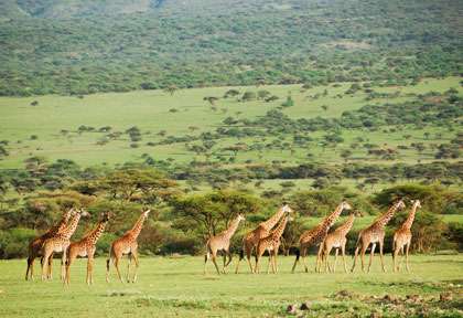 Girafes dans le Serengeti