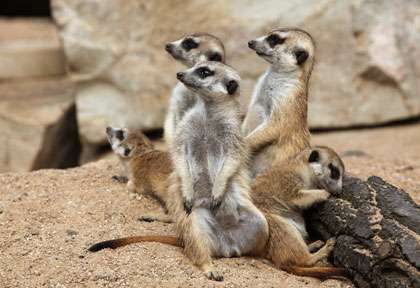 Suricates ou meerkats