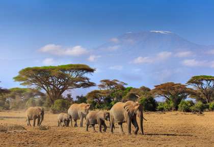 Elephants et Kilimandjaro
