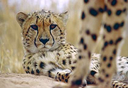 Guépards de Namibie
