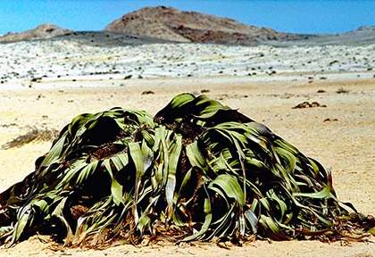 Welwitschia mirabilis en Namibie