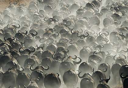 troupeau de buffles