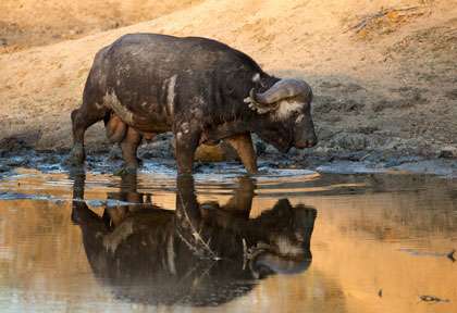 buffle au bord de l’eau
