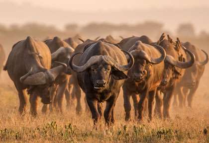 buffles