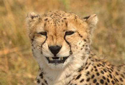 guépard