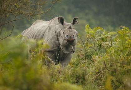 rhinocéros unicorne