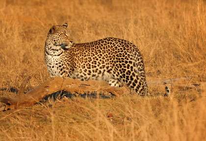 Léopard du Zimbabwe