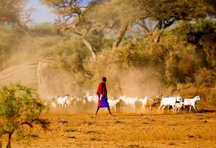 berger Masai
