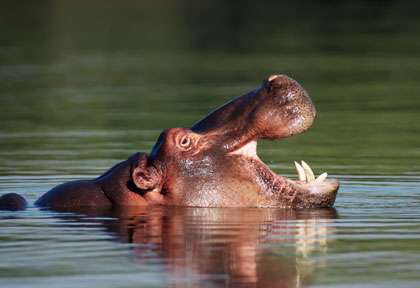 Hippopotame à Kruger