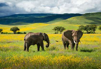 Elephant en Tanzanie