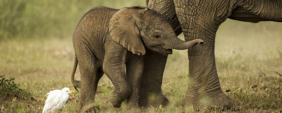 Tout jeune éléphanteau © Shutterstock - Suha Derbant