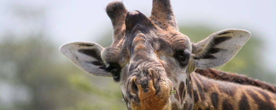 Girafe curieuse © Shutterstock - Adalbert Dragon