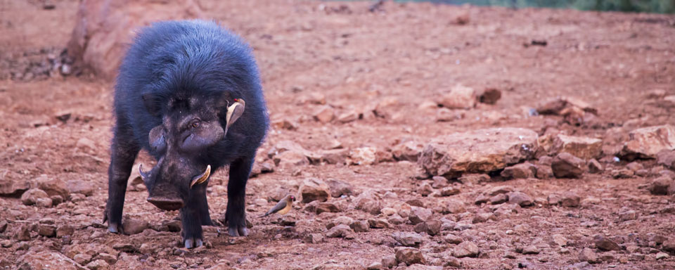 Giant warthog ou sanglier géant des forêts © Shutterstock - Robcartorres