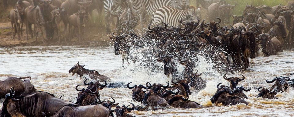 Traversée de la Mara © Shutterstock - Gudkov Andrey