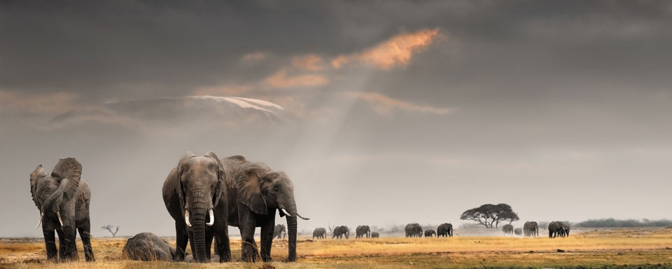 Eléphants et Kilimandjaro en toile de fond © Shutterstock