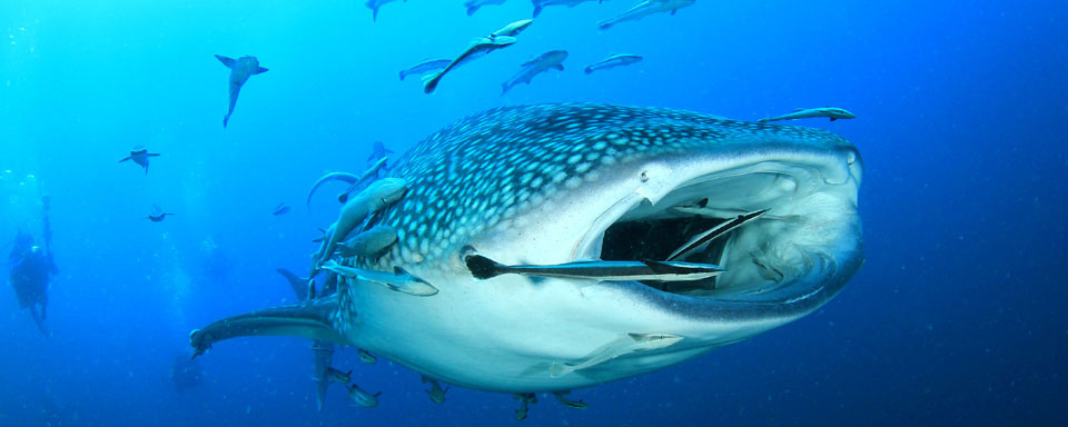 Requin baleine © Thanda island