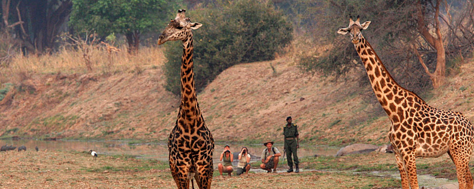Safari à pied à South Luangwa