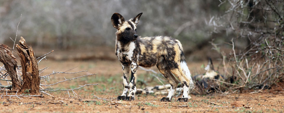 Lycaon ou chien sauvage © Shutterstock - Karel Bartik