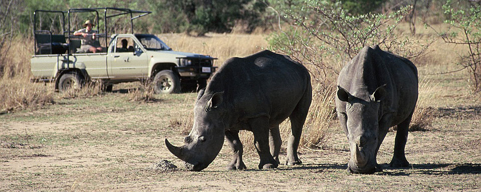 Rhinocéros de Matobo National Park