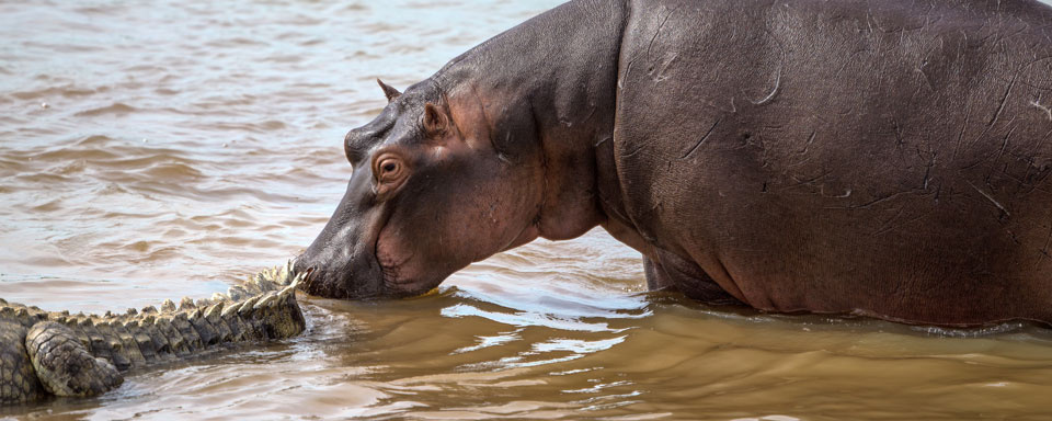 Hippo & Croc © Shutterstock - Stephen Lew