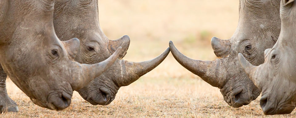 Rhinocéros blancs © Shutterstock - Mari Swanepoel