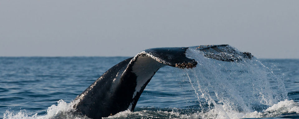Baleine à bosse © Kelbephotography