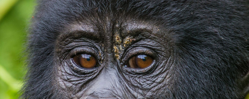 Le regard du gorille © Shutterstock - Gudkov Andrey