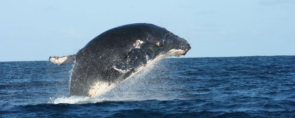 Baleine à bosse au Mozambique