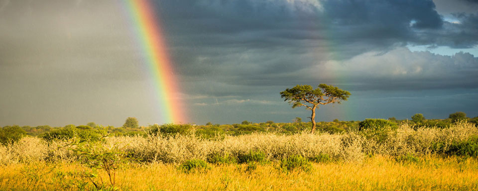Désert du Kalahari © Shutterstock - Kirill Trubitsyn