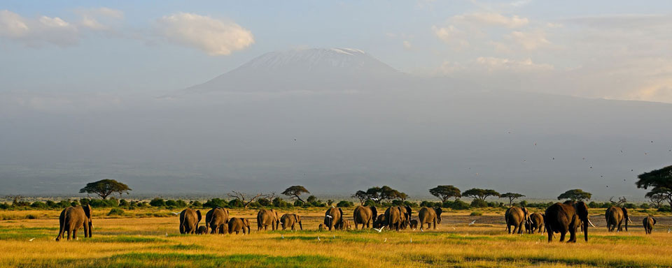 Eléphants et Kilimandjaro © Shutterstock - Attila Jandi