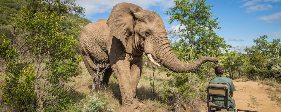 Safari à Kruger © Shutterstock - Diriye Amey