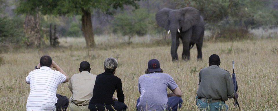 Safari à pied à Liwonde ©Dana Allen