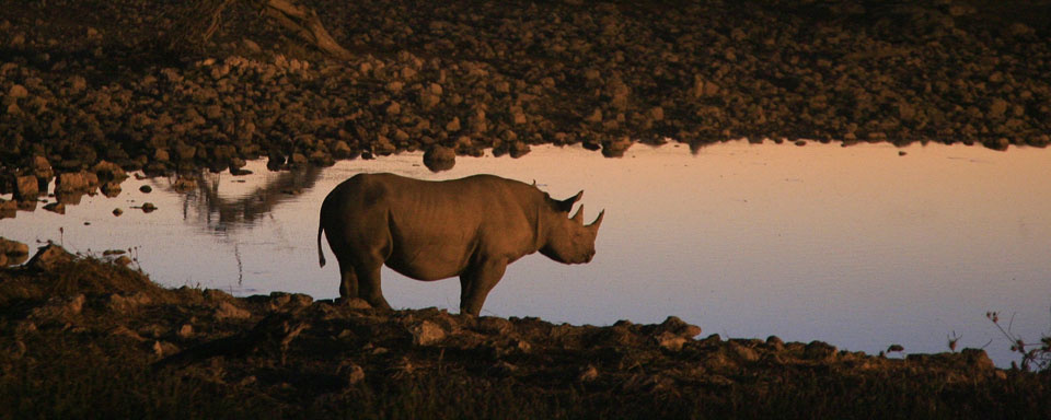Rhinocéros au point d’eau ©Shutterstock - E. Valenne