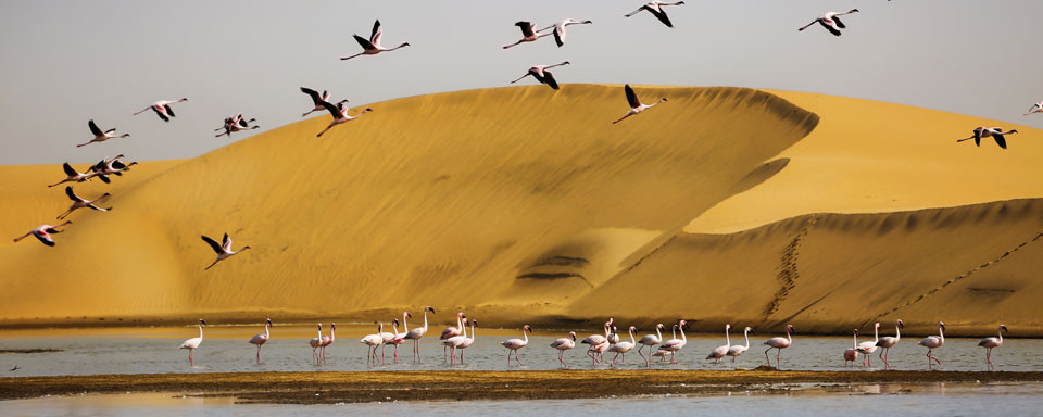 Flamands rose à Walvis Bay © Shutterstock - Carlos a Antunes