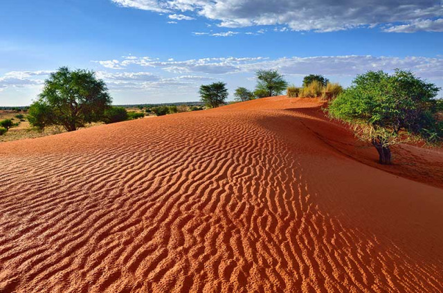 Namibie - Désert du Kalahari ©Shutterstock, Oleg Znamenskiy